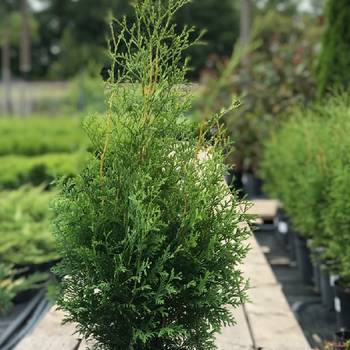 Туя западная ‘King of Brabant’ (Thuja occidentalis ‘King of Brabant’)